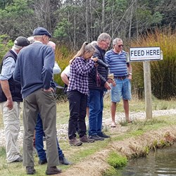 Feeding fish 41deg South