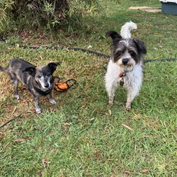 Day 3. Jack & Archie - mates!