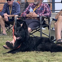 Zorro taking it all in!!