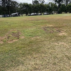 Grass regeneration on oval at Kenilworth Showgrounds after fire pits covered!!