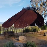 Bogong moth