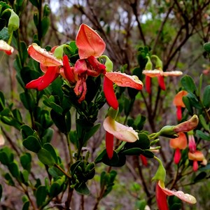 wildflower at Millers Point reserve