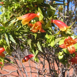Eremophyla maculata, Kilcowera Station, Outback Australia.