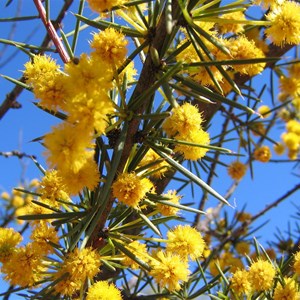 Acacia tetragonophylla,  Kilcowera Station, Thargomindah,  Outback Queensland.