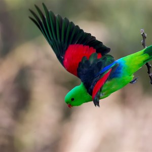 red shouldered male 2