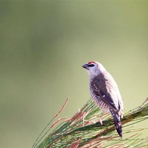 Plum Headed Finch