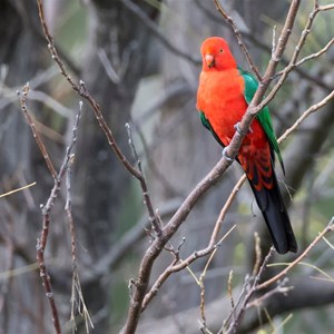 King Parrot