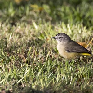 yellow rumped thornbill
