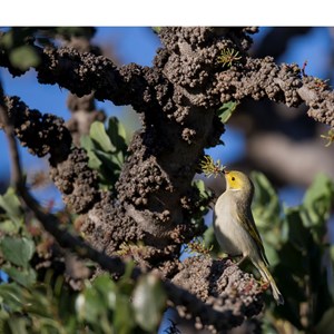 white plumed honeyeater