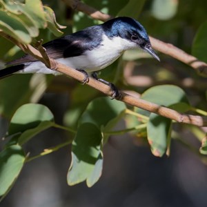 Restless flycatcher