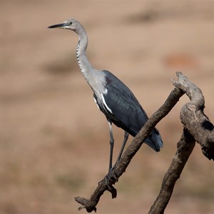 White necked heron