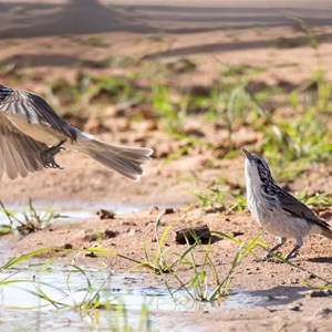 Striped Honey Eater