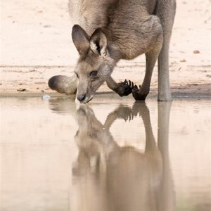 Walleroo at water