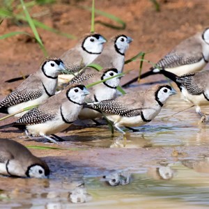 Double bar finches