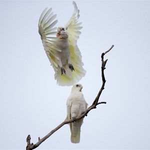 courting corellas