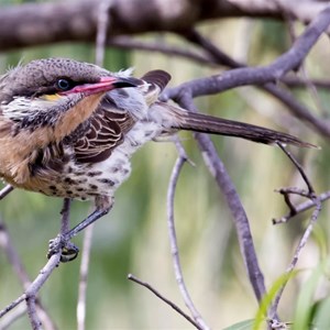 Spiny cheeked wattlebird 2