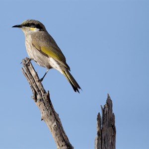 Singing Honeyeater