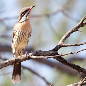 Spiny cheeked wattlebird