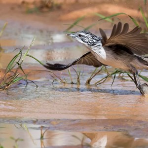 Striped Honey Eater 3