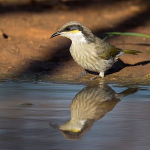 Singing honey eater