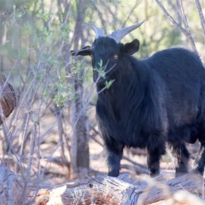 Feral goat