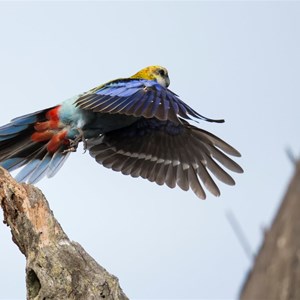 Pale headed rosella