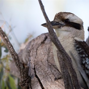 Kookaburra