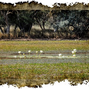 Quilpie Lake Waterlilys