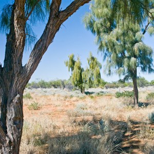 Acacia peuce