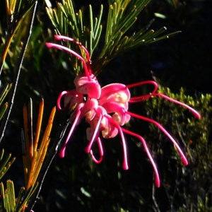 Flora - Peak Charles NP