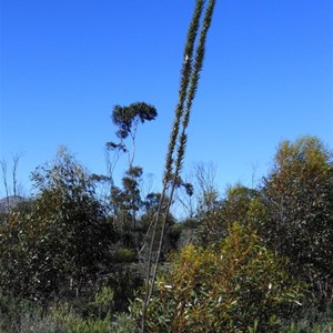 Flora - Peak Charles NP