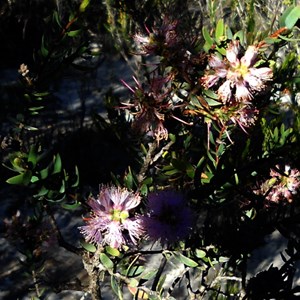 Flora - Peak Charles NP