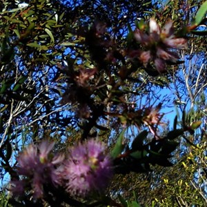 Flora - Peak Charles NP