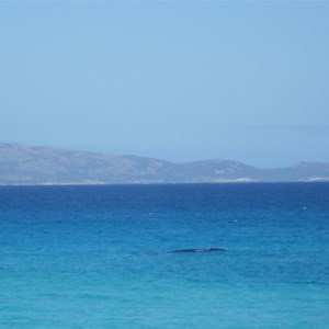 Whale in Yokinup Bay