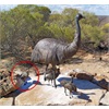 Kalbarri emus 