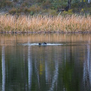 Musk Duck