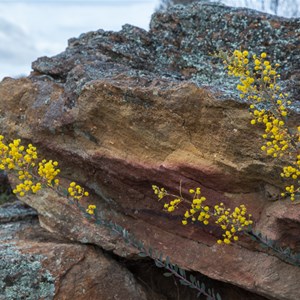 Wattle and rock