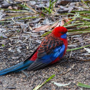 Crimson Rosella