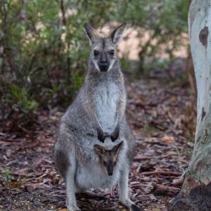kangaroo and joey