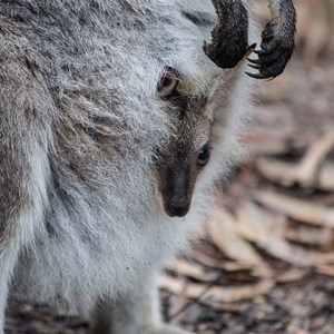 joey