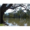 Huge River Red Gums