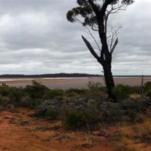 Lake Johnston - GWW - WA - Nov 2013