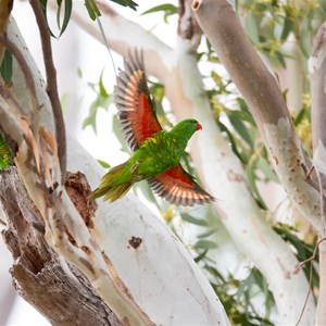 Scalt breasted Lorikeet