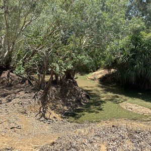 Alligator Billabong