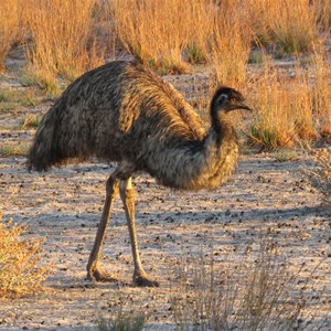 Emu at Wilpena Pound Resort, 4 June 2018