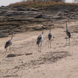 Beach brolgas