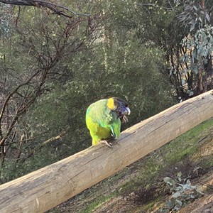 Toodyay Holiday Park & Chalets