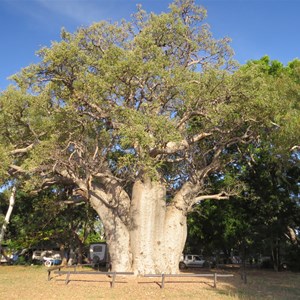 One of the Kimberley's bigger boabs