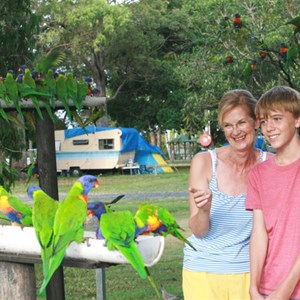 Join in the daily bird feed at Jacobs Well Tourist Park, Gold Coast
