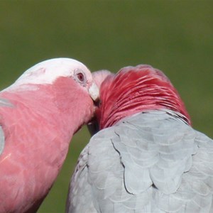 Galahs